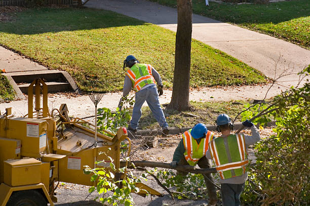 Best Emergency Tree Removal  in Indiana, PA