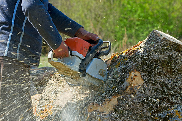 How Our Tree Care Process Works  in  Indiana, PA